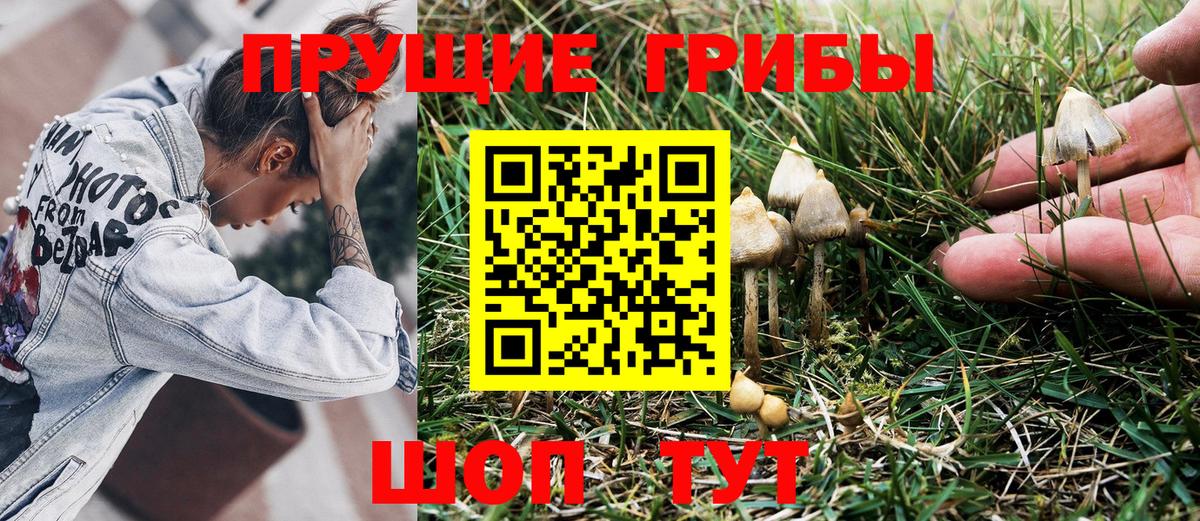 продажа наркотиков  Галлюциногенные грибы GOLDEN TEACHER  Вход с VPN  Тверь 